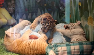 снимка:архив