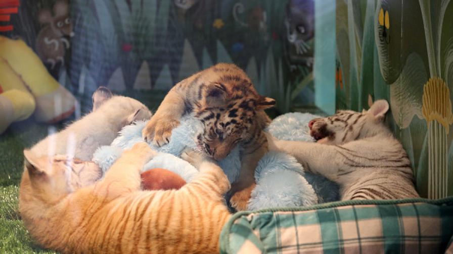 Три тигърчета се родиха в зоопарка в Пазарджик
