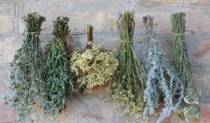 Чудодейните свойства на една мощна билка (видео)