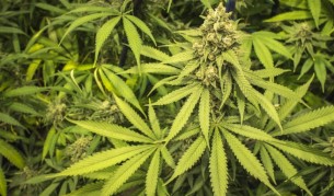 Наркотик ли е марихуаната (видео)