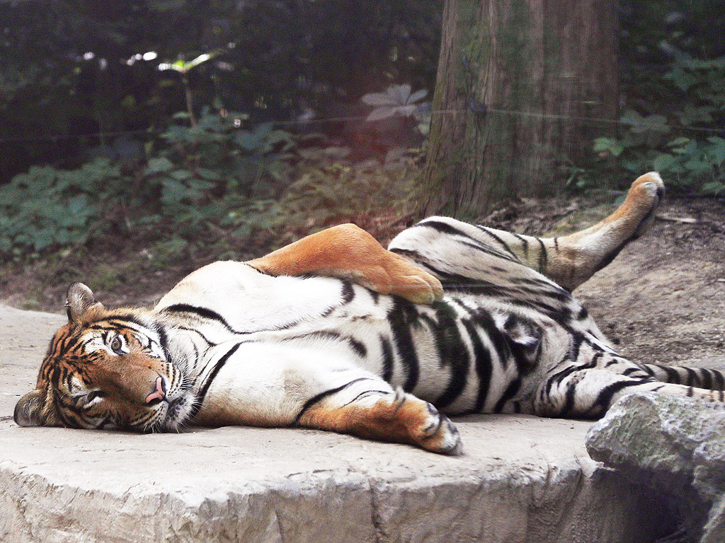 Тигър почива в клетката си в зоологическата градина на град Йонгин, Южна Корея. Летните горещини продължават в цялата страна