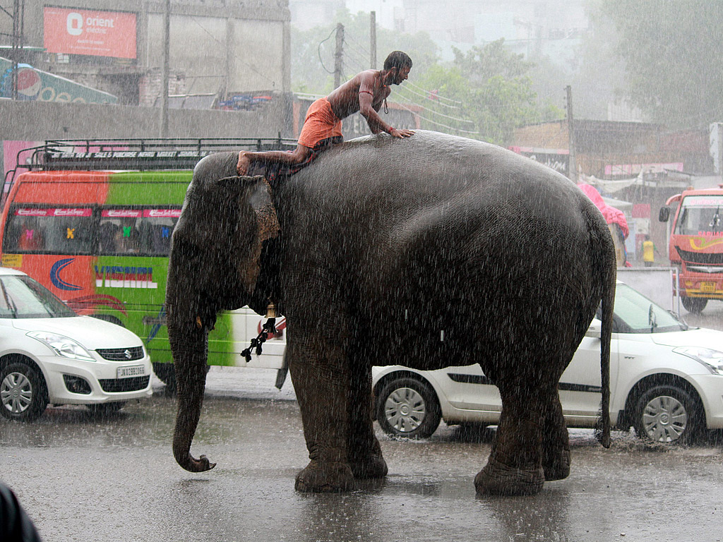 Индиец седи на слон под проливен дъжд в Джаму, зимната столица на Кашмир, Индия. Дъжда наводни целия град Джаму и причини доста проблеми в трафика.