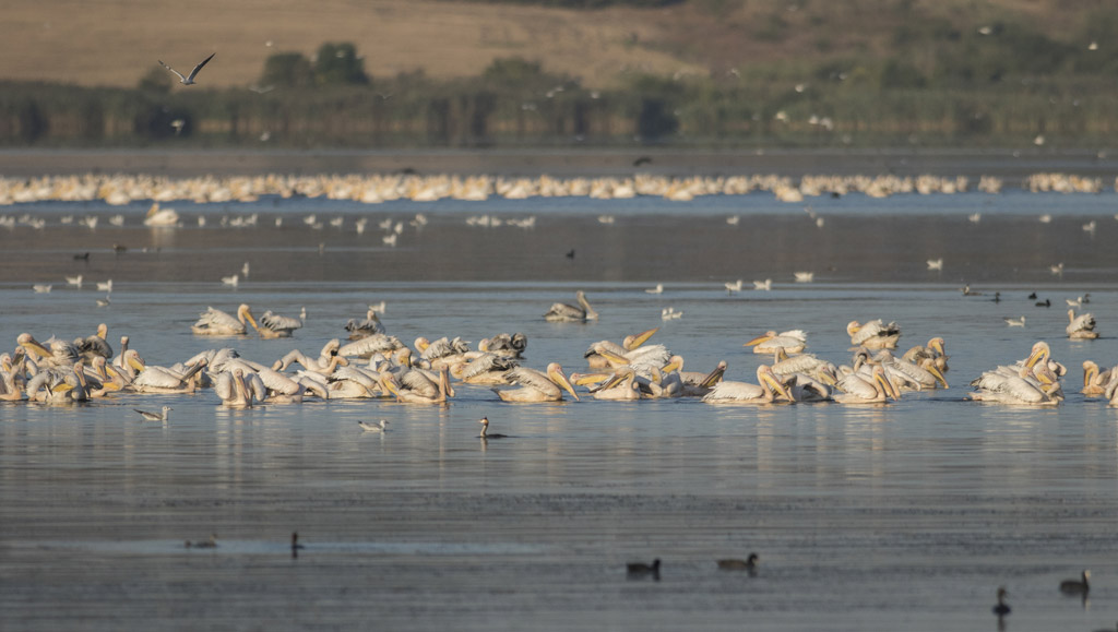 Над езерото минава Виа Понтика – една от големите въздушни магистрали на мигриращи птици от цяла Европа. В него гнездят 254 вида птици, 61 от които са включени в Червената книга на България.