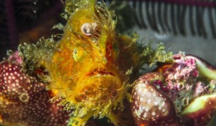 Рибата, която не може да бъде уловена с просто око