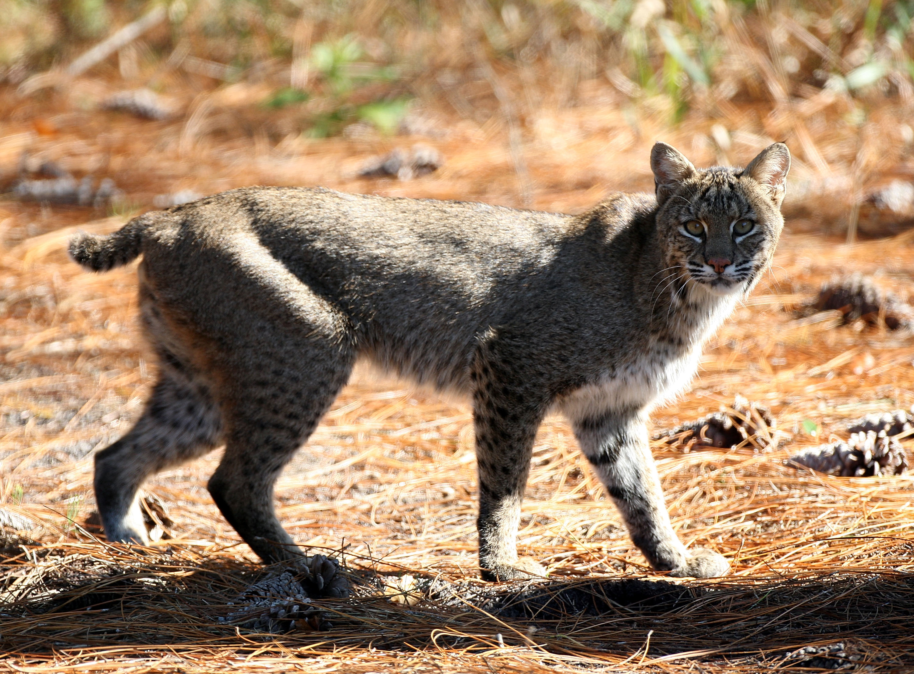 Американският рис (Lynx Rufus) е дива котка, която се среща в Северна Америка. Предполага се, че е възникнала като вид преди 1,80 милиона години. Има 12 признати подвида, които доста се различават по външност в зависимост от местоописанието - от Канада до централната част на Мексико. Американският рис е приспособяващ се хищник, който живее както в гористи райони, така и в полупустини и дори в блата. Той е най-малкият по размери от четирите известни вида рисове. В състояние е да оцелее в продължение на дълги периоди от време без храна. Тогава често се случва да напада по-големи от него животни. Ловува от засада и се храни основно с малки бозайници, като различни видове гризачи.
