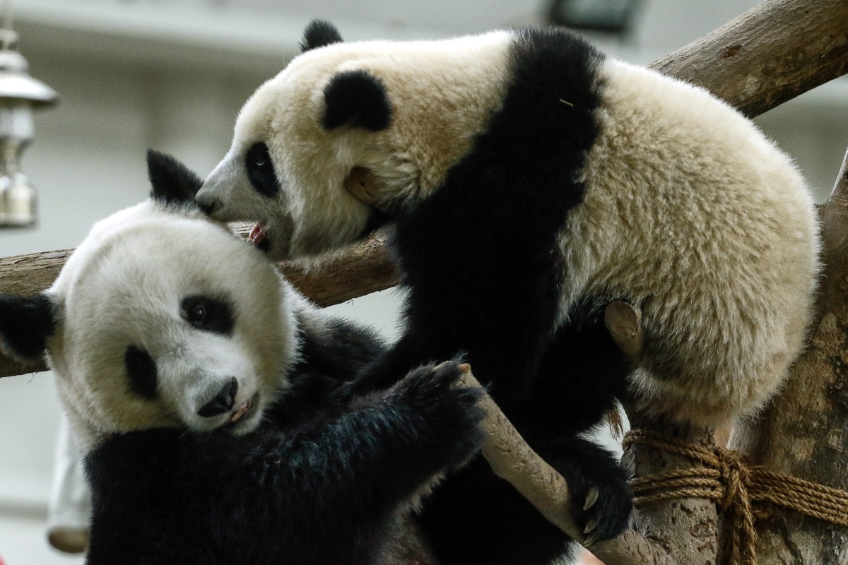 Човек, възбуждащ панди - Една от задачите на хората, грижещи се за пандите, е да окуражават животинките да се размножават. Те им дават виагра и им показват "панда порно", за да приповдигнат настроението им.