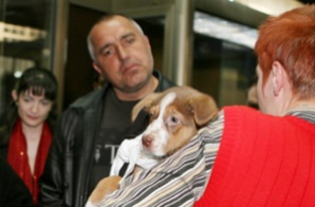 Борисов осинови бездомно куче за общината