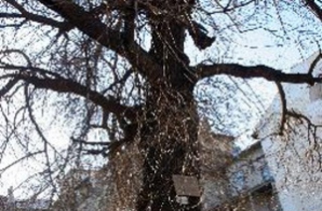 Най-старото защитено дърво в София е на 650 г.