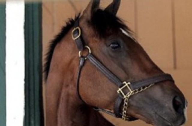 Най-известният състезателен кон в света ще се “пенсионира”
