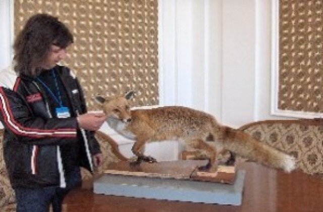 Лисица оживя в музея