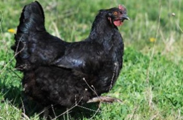 Кокошката Нелиса снесе рекордно яйце