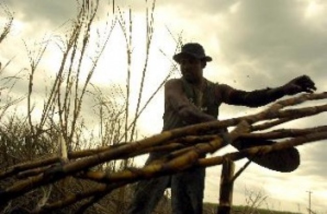 Конго заменил милиони хектари гори за сол и захар