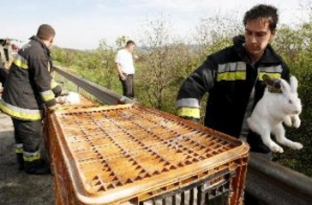 Зайци блокираха унгарска магистрала