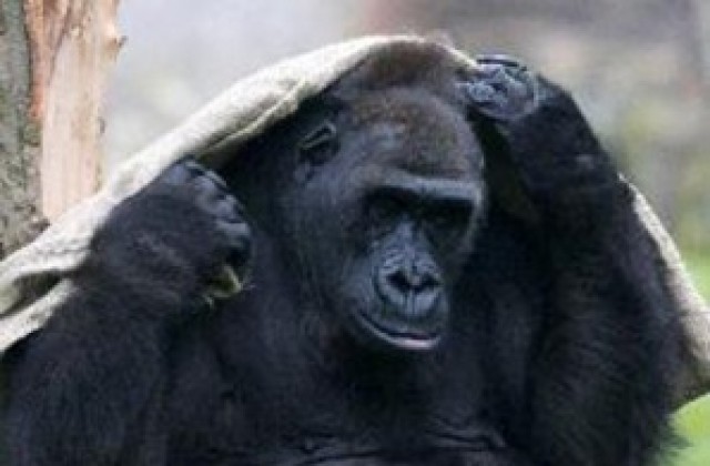 В Руанда кръщават горила на Стив Ървин