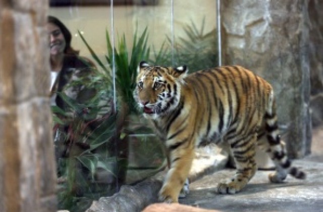 Тигрите Шакти и Мърдок вече са съседи в Софийския зоопарк