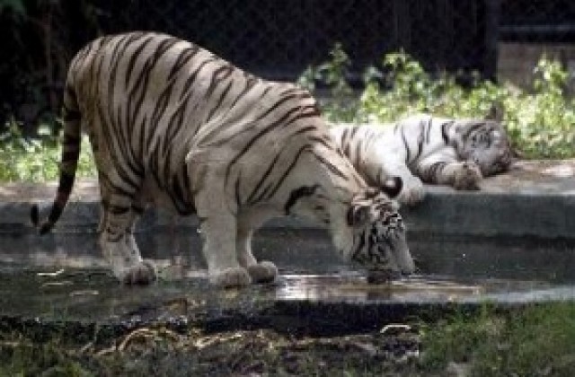 84 сибирски тигърчета се родиха в развъдник за три месеца