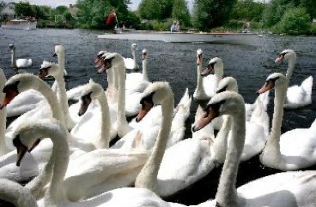 Започва преброяването на лебедите по река Темза