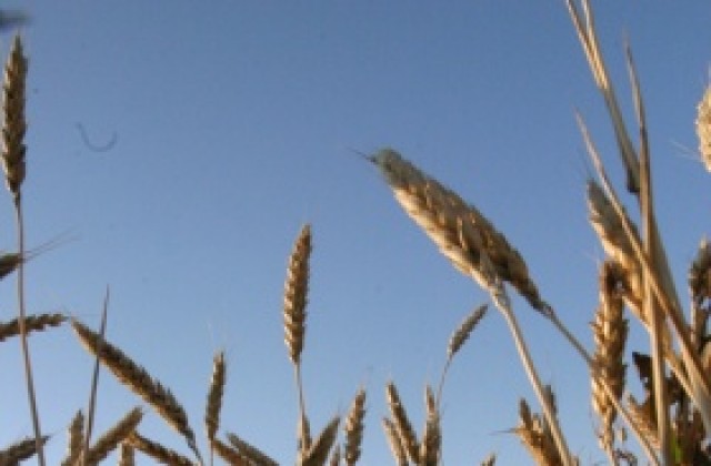 Намаляват търговските запаси на зърно в ЕС