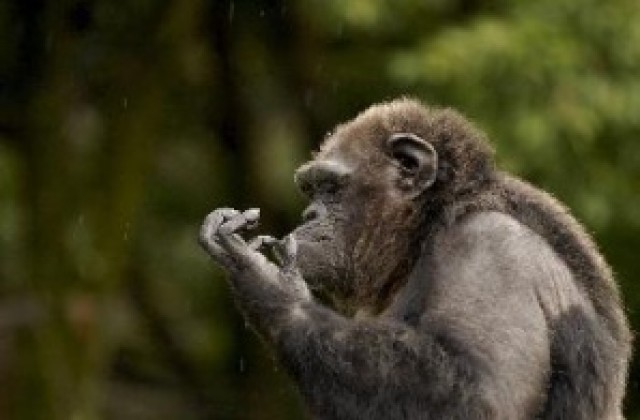 Почина едно от най-старите шимпанзета в светa