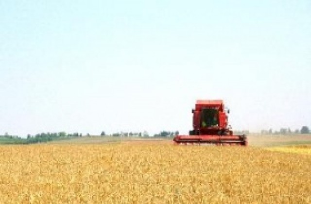 Средният добив на зърно в Добричко е 304 кг/дка