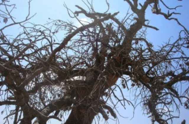 Иракски дневник VI: Знаме без държава