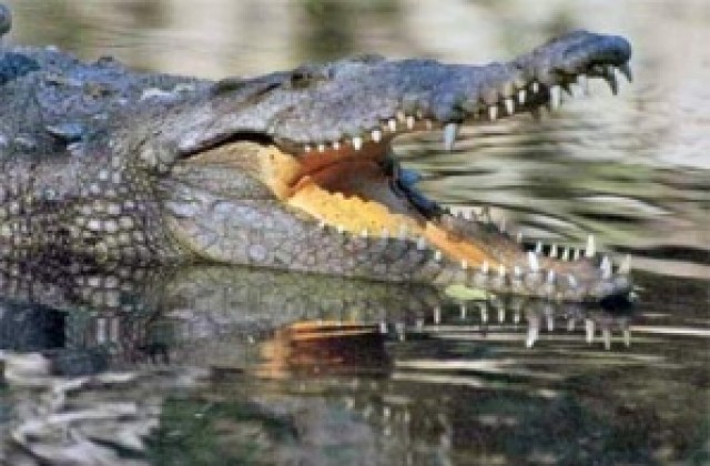Австралиец прекара пет дни на дърво, за да се спаси от крокодили