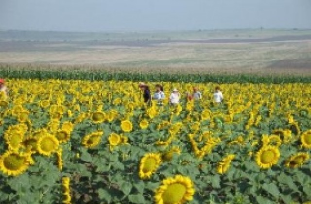 Под 80 кг/дка е средният добив от слънчоглед в Шуменско