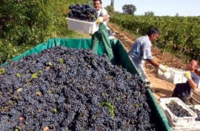 Винените предприятия изкупуват повече грозде