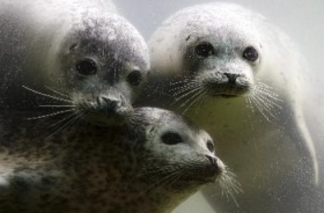 Канада се жали срещу забрана за продажба на продукти от тюленова кожа