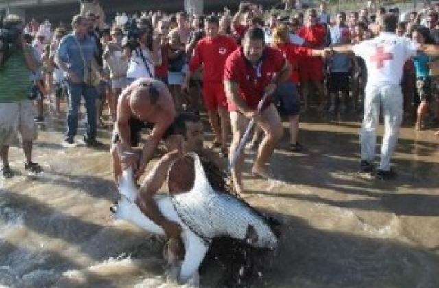 Уловиха 383 кг акула на състезание