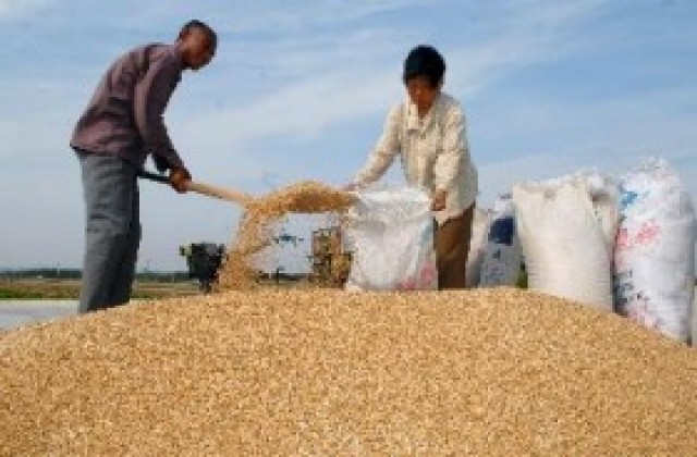 ФАО: Цените на зърнените култури ще останат високи и през 2008 г.