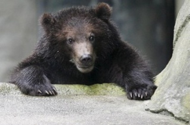 Слънчевите мечки застрашени от изчезване