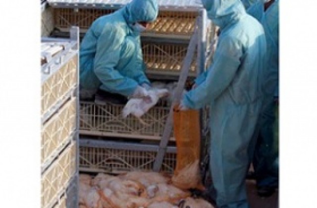Над 4 млн. птици умъртвени в Саудитска Арабия заради птичи грип