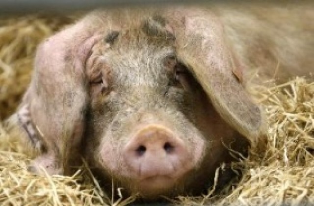 Установиха огнище на чума по свинете в Румъния
