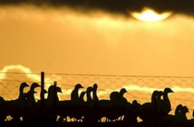 Въвеждат превантивни мерки срещу птичи грип във Видинско
