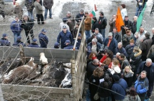 Млекопроизводители блокират пътища