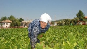 Определиха минимални изкупни цени на тютюна Реколта 2008 г