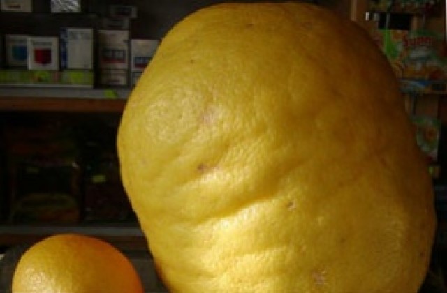 Лимон-гигант се роди в Ботаническата градина в Балчик