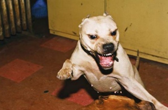 Куче уби човек в София