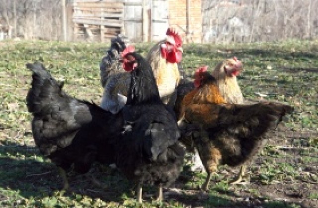 Установиха огнище на птичи грип в Турция