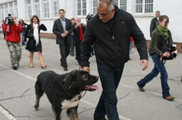 Провежда се шампионат за „Българско овчарско куче”