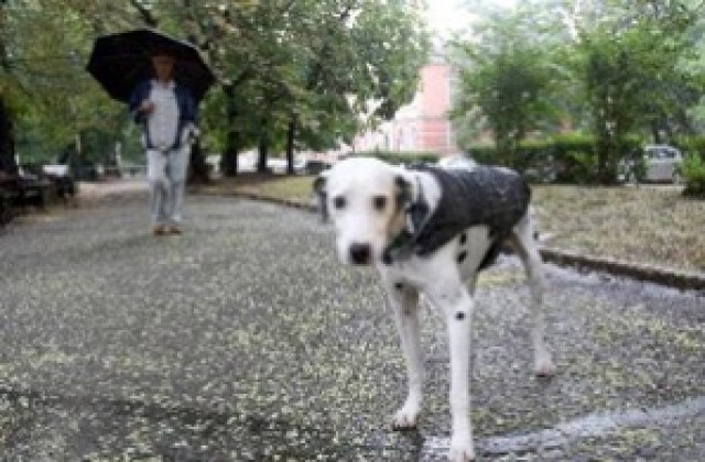В Габрово стартира кампания Регистрирай своето куче