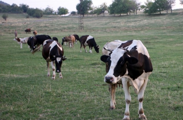 Холандските млекодайни крави – източник на екоенергия