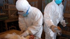 Ново огнище на птичи грип в Южна Корея
