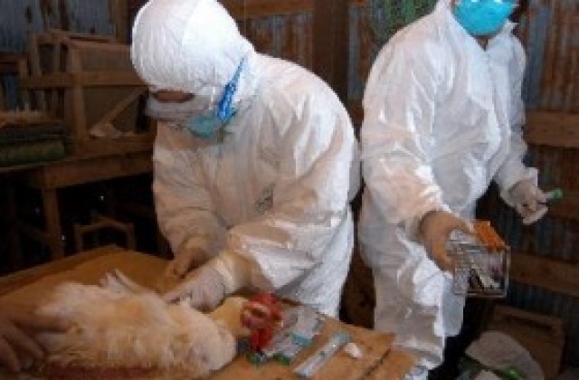 Ново огнище на птичи грип в Южна Корея