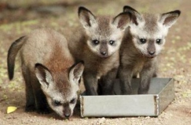 Ваксинират животни в Разградско заради бясна лисица