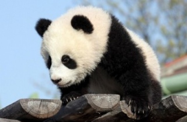 Китай изгражда „родилно отделение” за гигантски панди