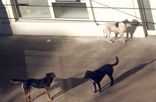 Програма предвижда намаляване на популацията на уличните кучета в София