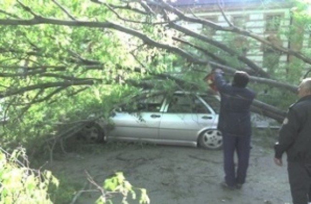 Дърво премаза автомобил в Кюстендил