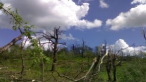 Ураганният вятър изкорени 100 годишни дървета